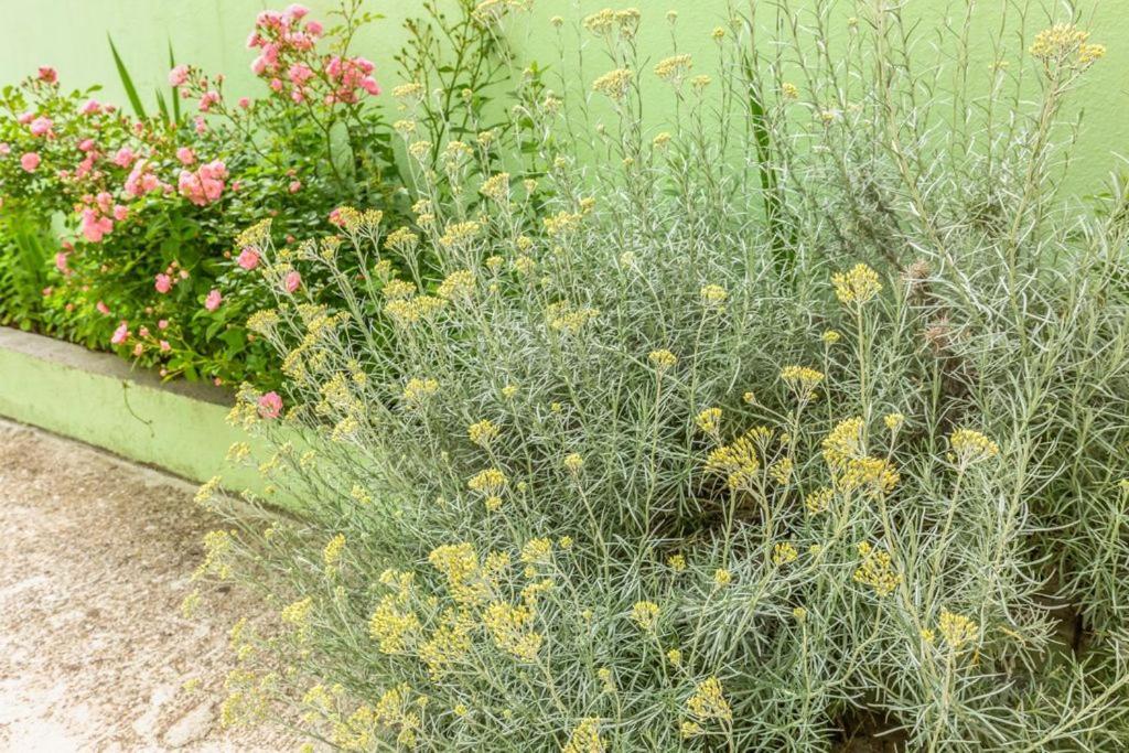 Tatijana Holiday Apartments ماكارسكا المظهر الخارجي الصورة